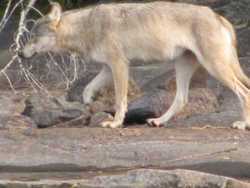 Campbell outpost pet wolf!