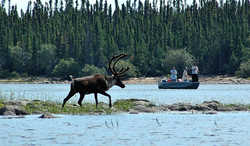   Caribou Watch