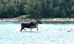   Caribou Swim