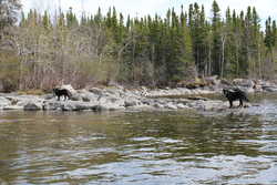 Camp dogs