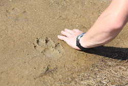 Large wolf tracks 