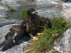 young eagle 