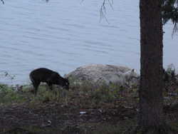 Two wolfs in camp at Campbell Outpost