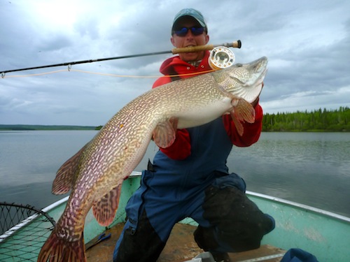 Northern Pike Fly Fishing - Trophy Northern Pike Fishing